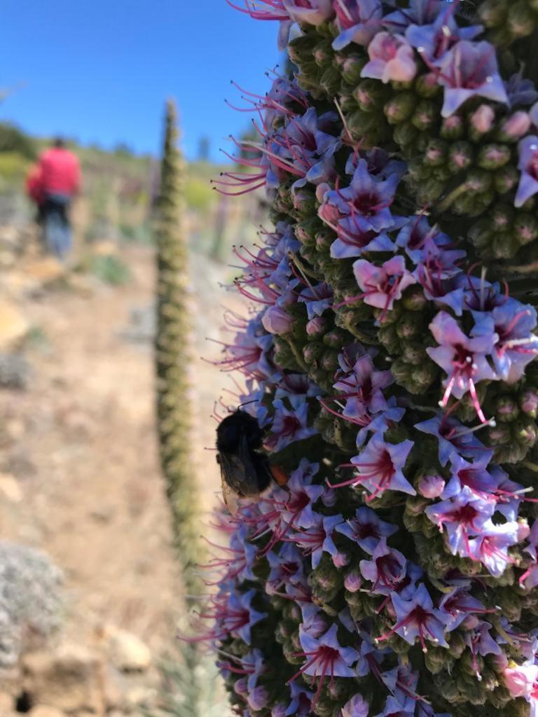 Finca Caboquitos Garafía エクステリア 写真